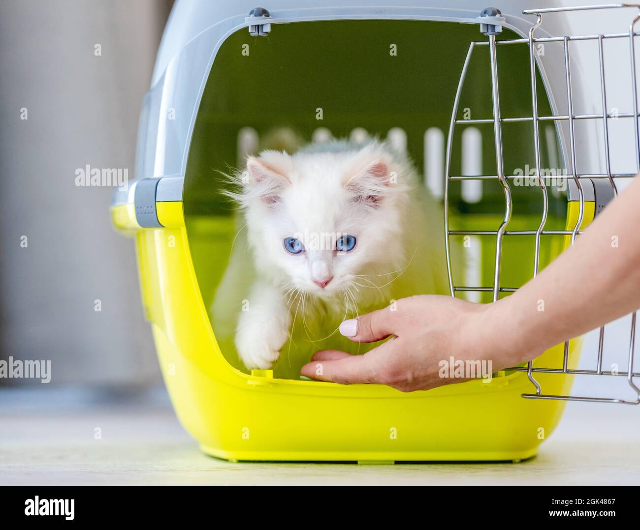 Liebenswert Ragdoll Katze geht aus Haustier tragen für den Transport, wenn Besitzer Hand öffnet Metallgitter. Reinrassige flauschige Hauskatzen Tier und Bas Stockfoto