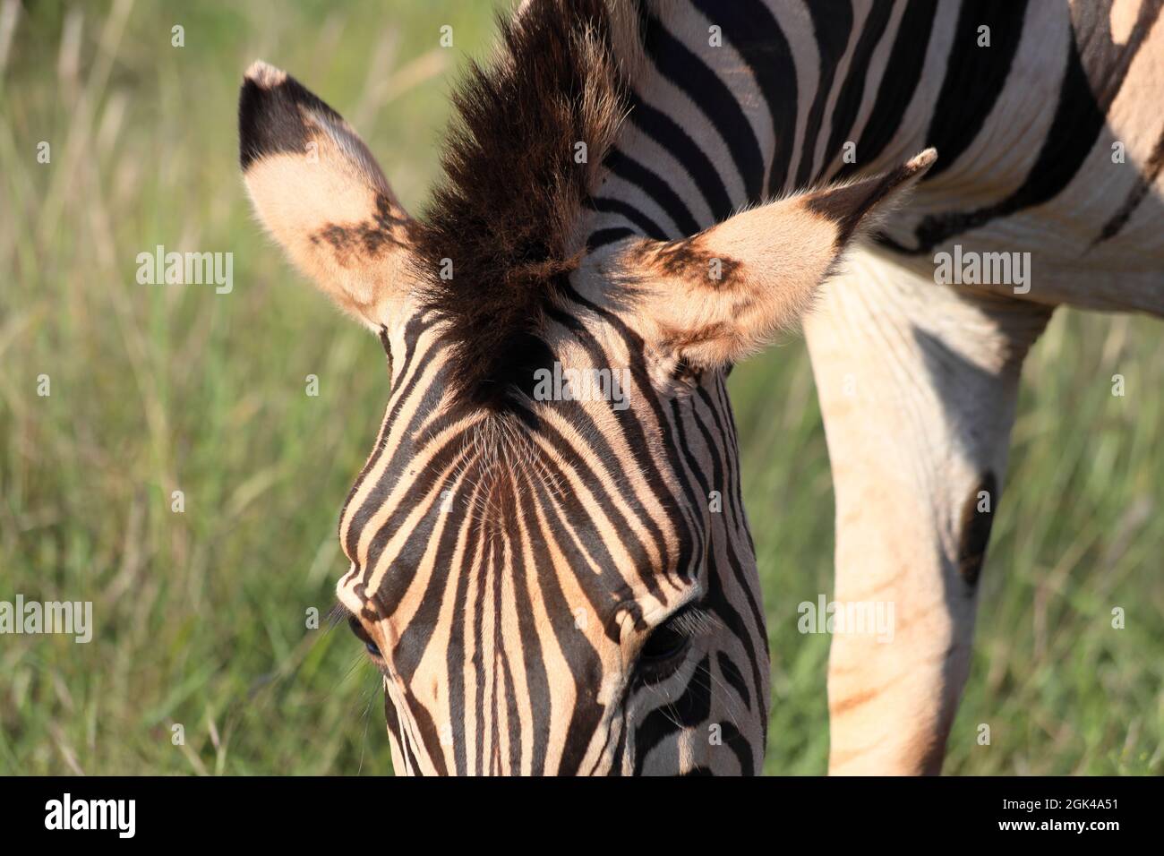 Nahaufnahme des Kopfes und maine eines Chapman-Zebras (Equus quagga ssp Chapmani), das Gras frisst, Südafrika Stockfoto