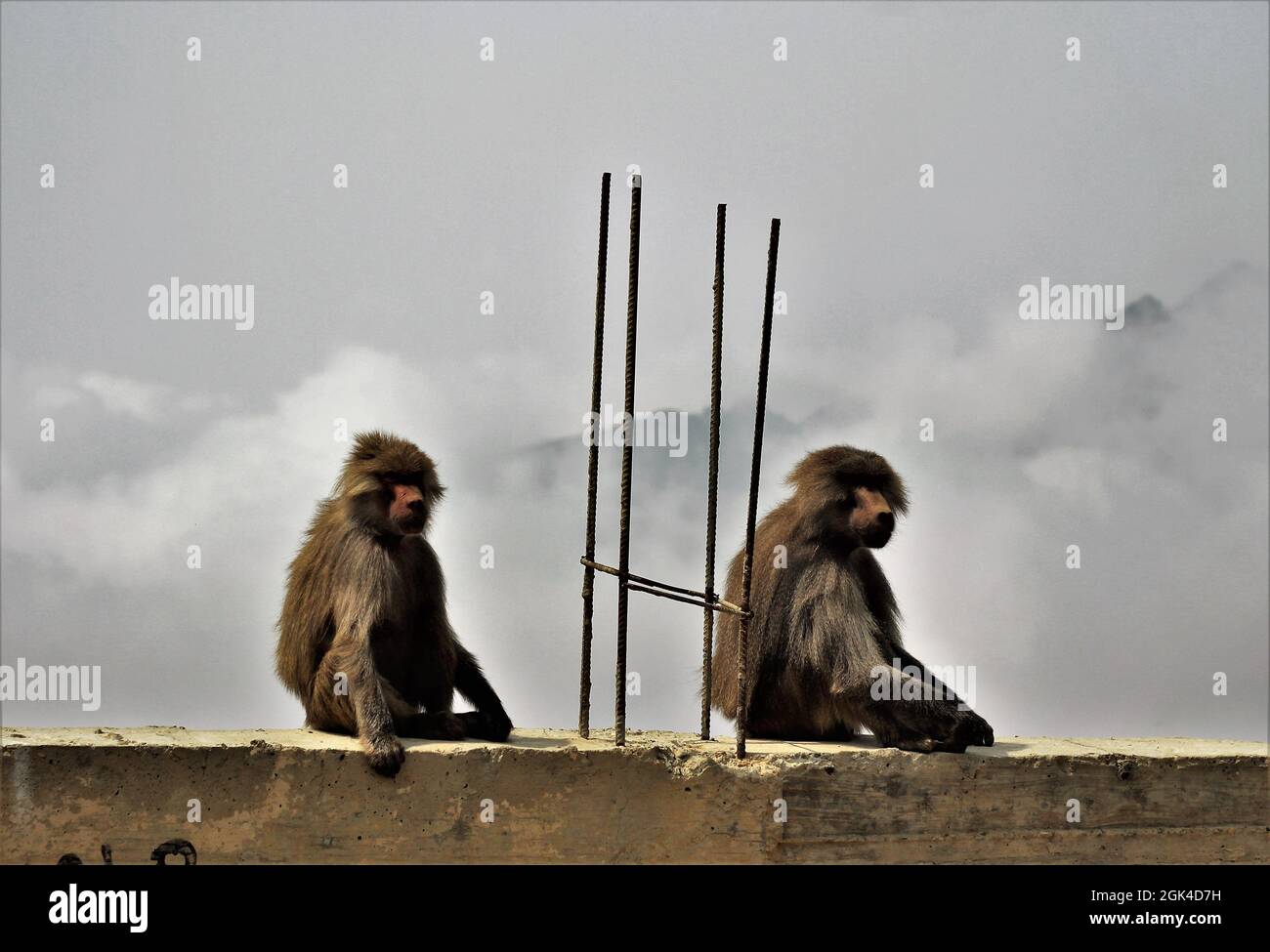 Traurige wahre Geschichte, diese beiden Affen waren so frei, sie waren direkt vor einem Zoo in Raghadan, wo ein Affe "im Gefängnis" war. So sah ich es. Stockfoto
