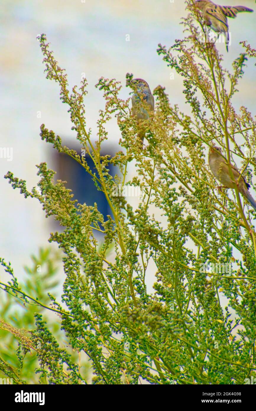Kleiner Sperling, der an einem sonnigen Tag zwischen Baumbrenchen steht Stockfoto
