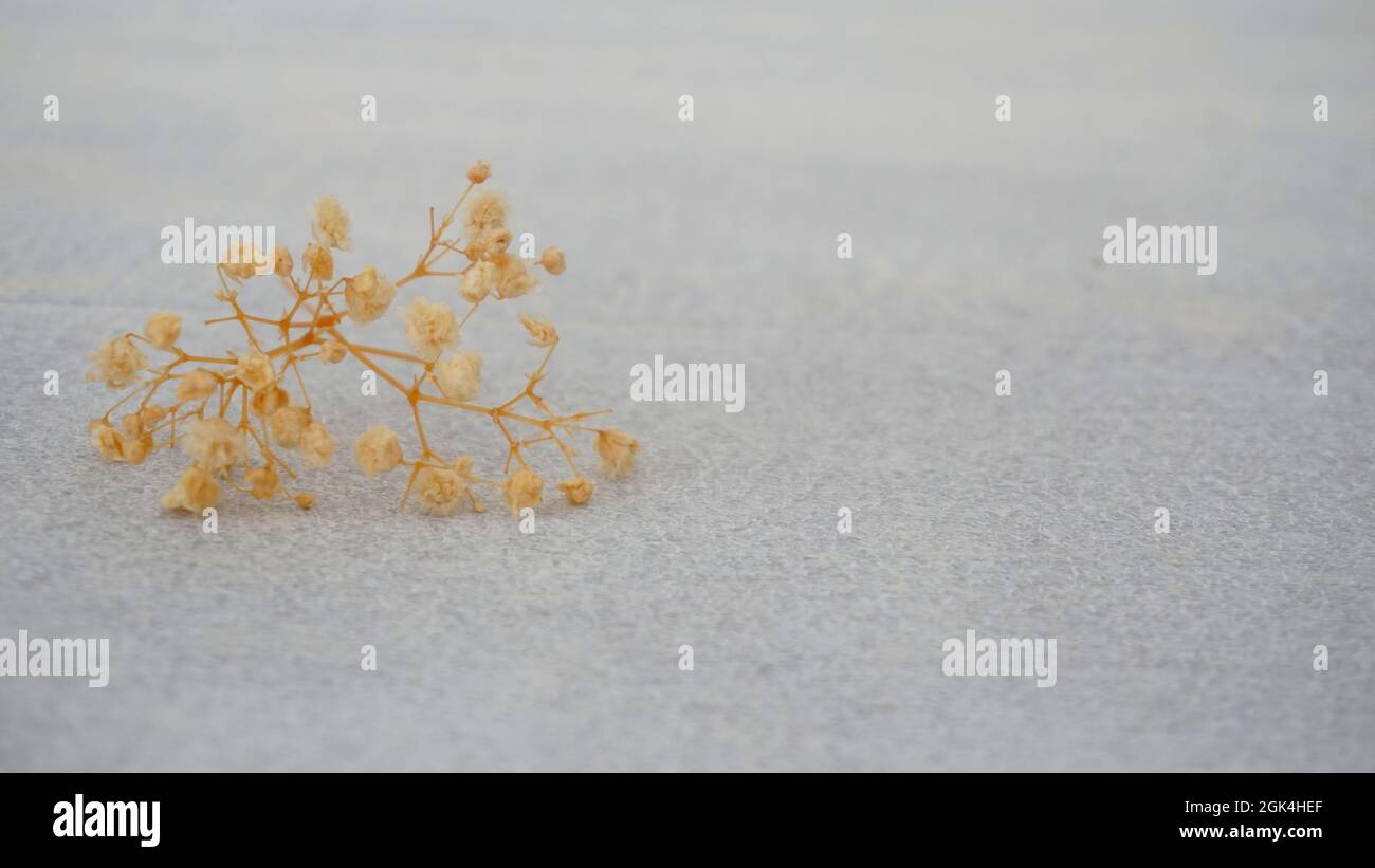 Dekorative Pflanze Stockfoto