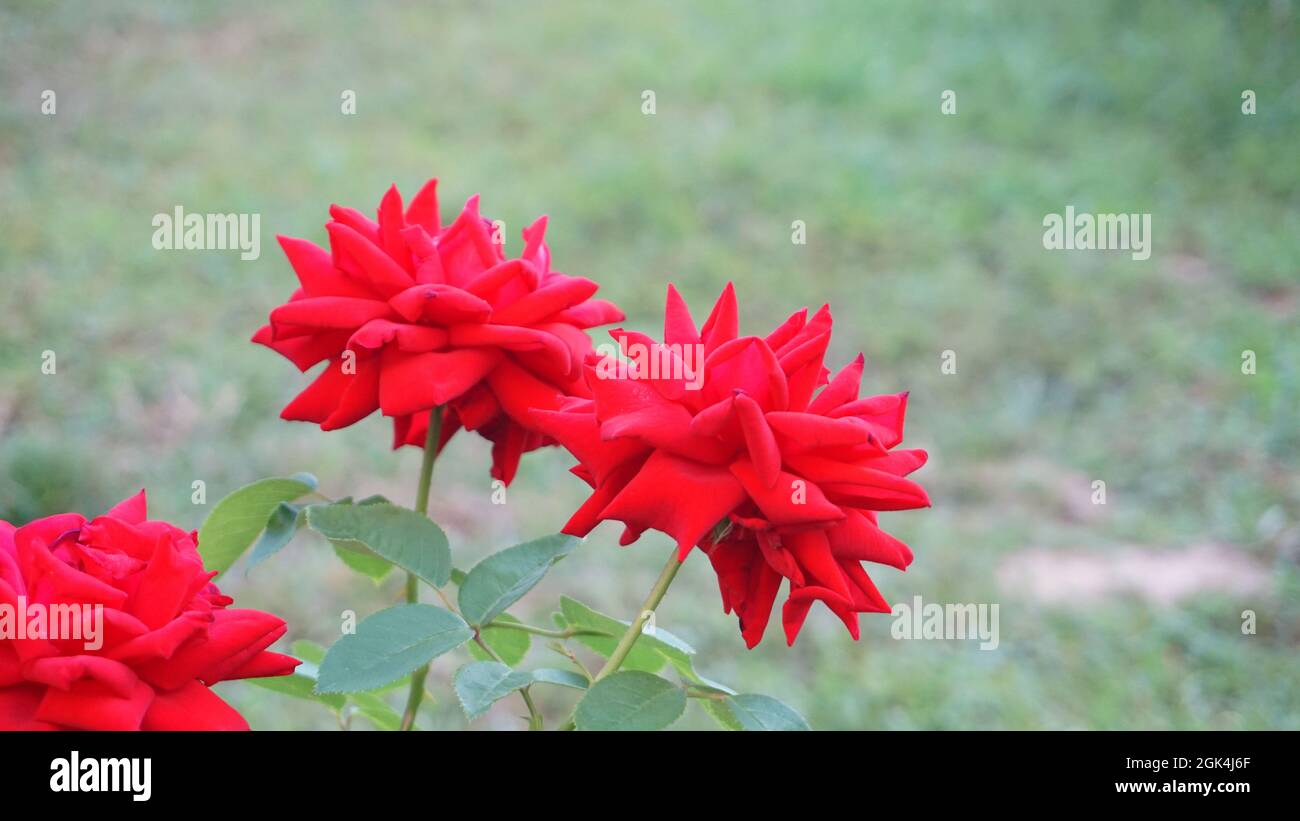 Rote Blume aus nächster Nähe im Garten Stockfoto