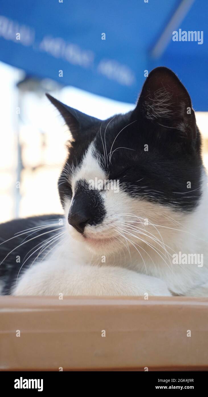 Katze liegt auf Holztisch Stockfoto