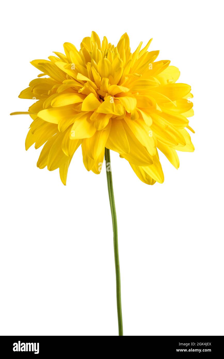 Rudbeckia Cutleaf Coneflower isoliert auf weißem Hintergrund Stockfoto