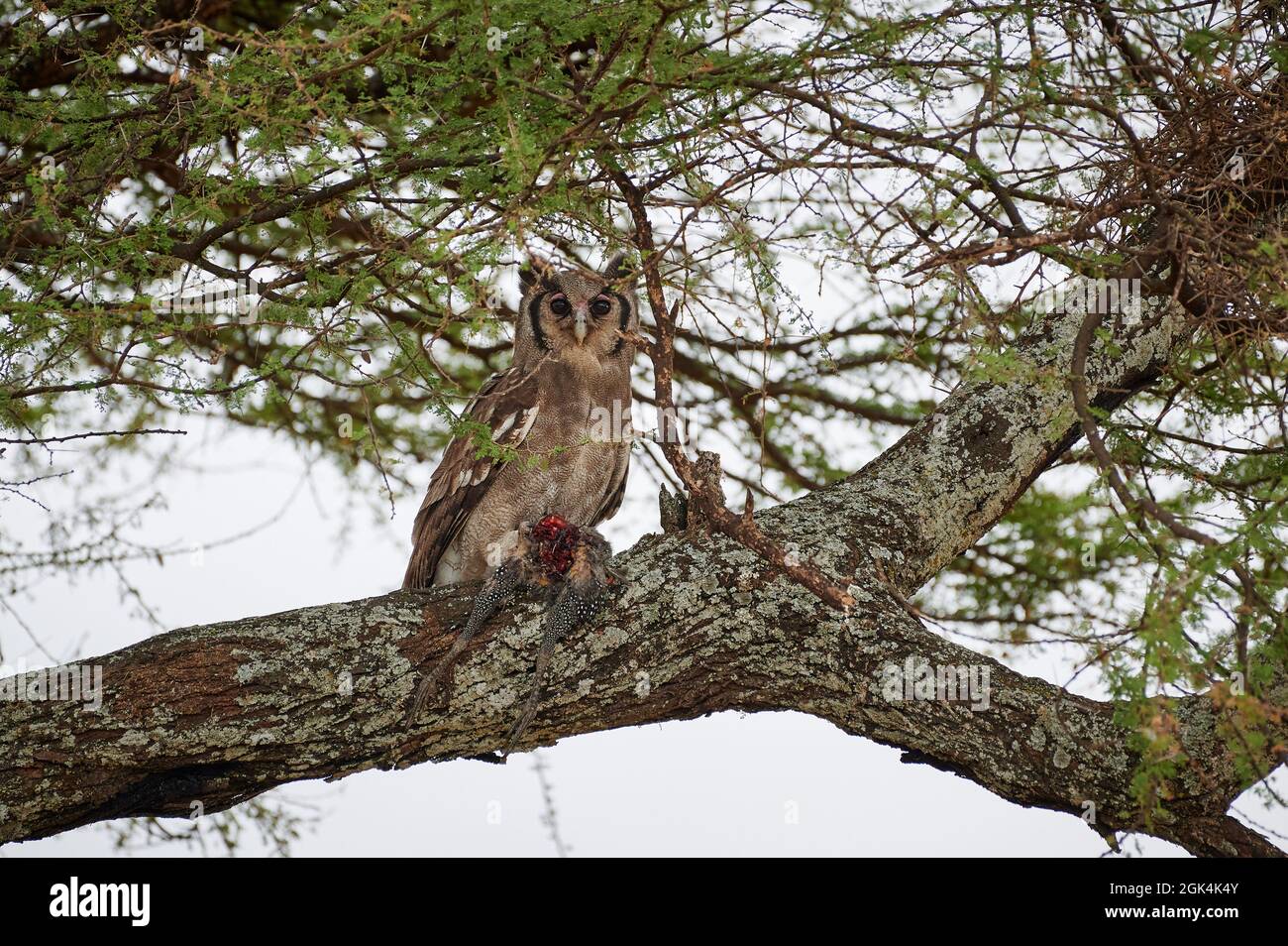 Verreaux-Adlerkauz (Bubo lacteus), auch bekannt als milchiger Adlerkauz oder Riesenadlerkauz mit Guineafowl als Beute, Tarangire National Park Stockfoto