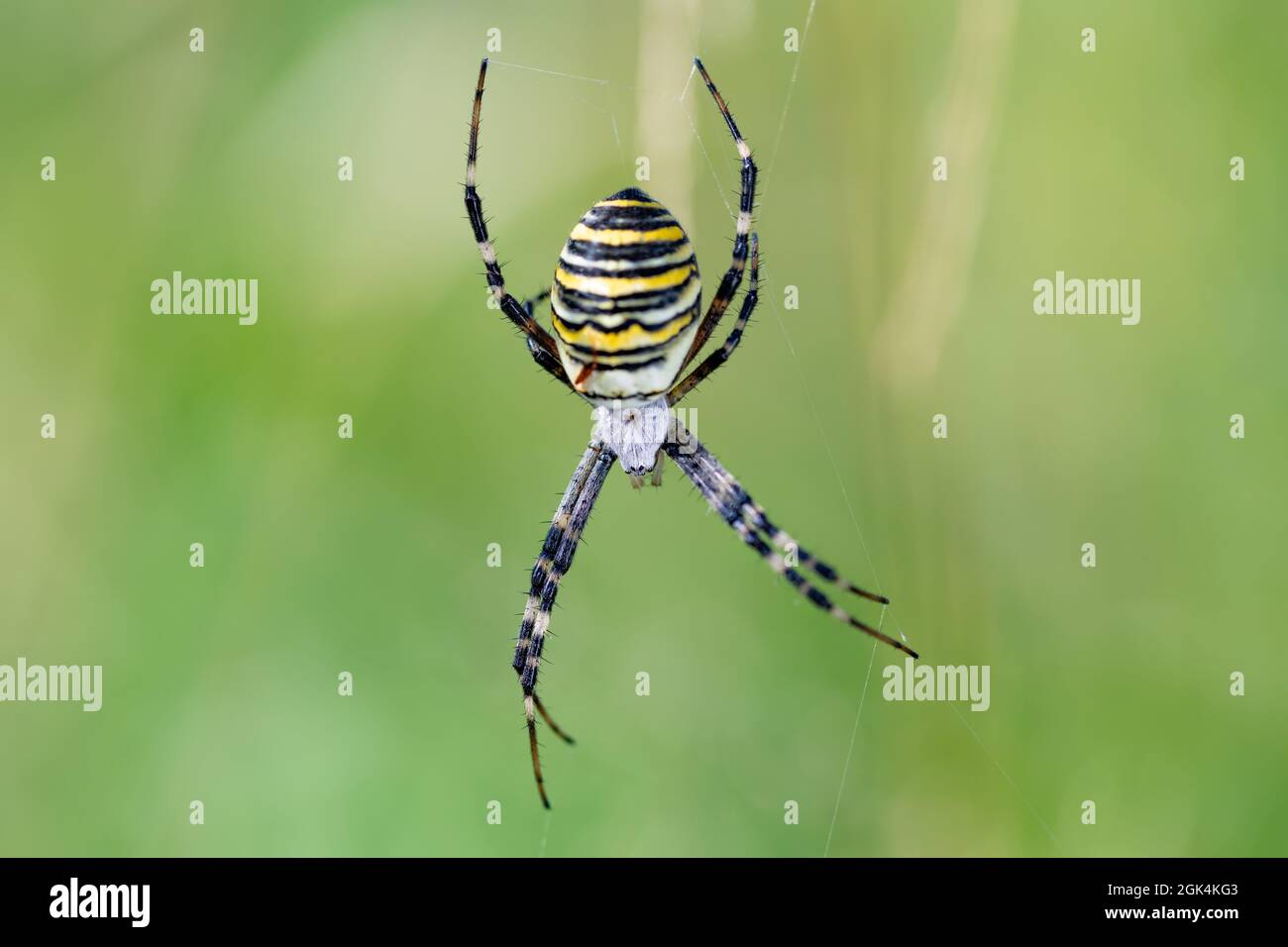 Argiope bruennichi (Wespenspinne) im Netz, invasive Arten von Orb-Netz Spinne in Mitteleuropa, Tschechische Republik Wildtiere verteilt Stockfoto