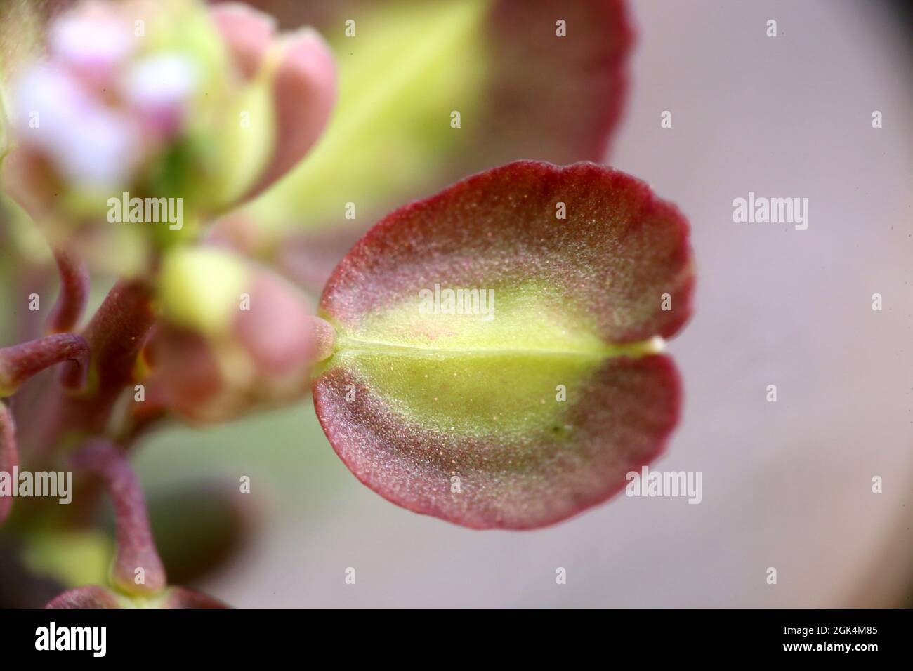 Aethionema saxatile, Brassicaceae. Wildpflanze im Frühjahr geschossen. Stockfoto