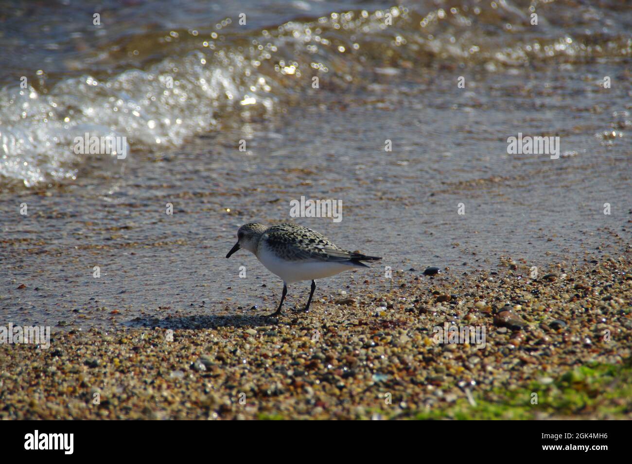 Lila Sandpiper an der Küste. Kleiner wilder Vogel auf Sand. Tierwelt und Umwelt an der Ostsee. Stockfoto