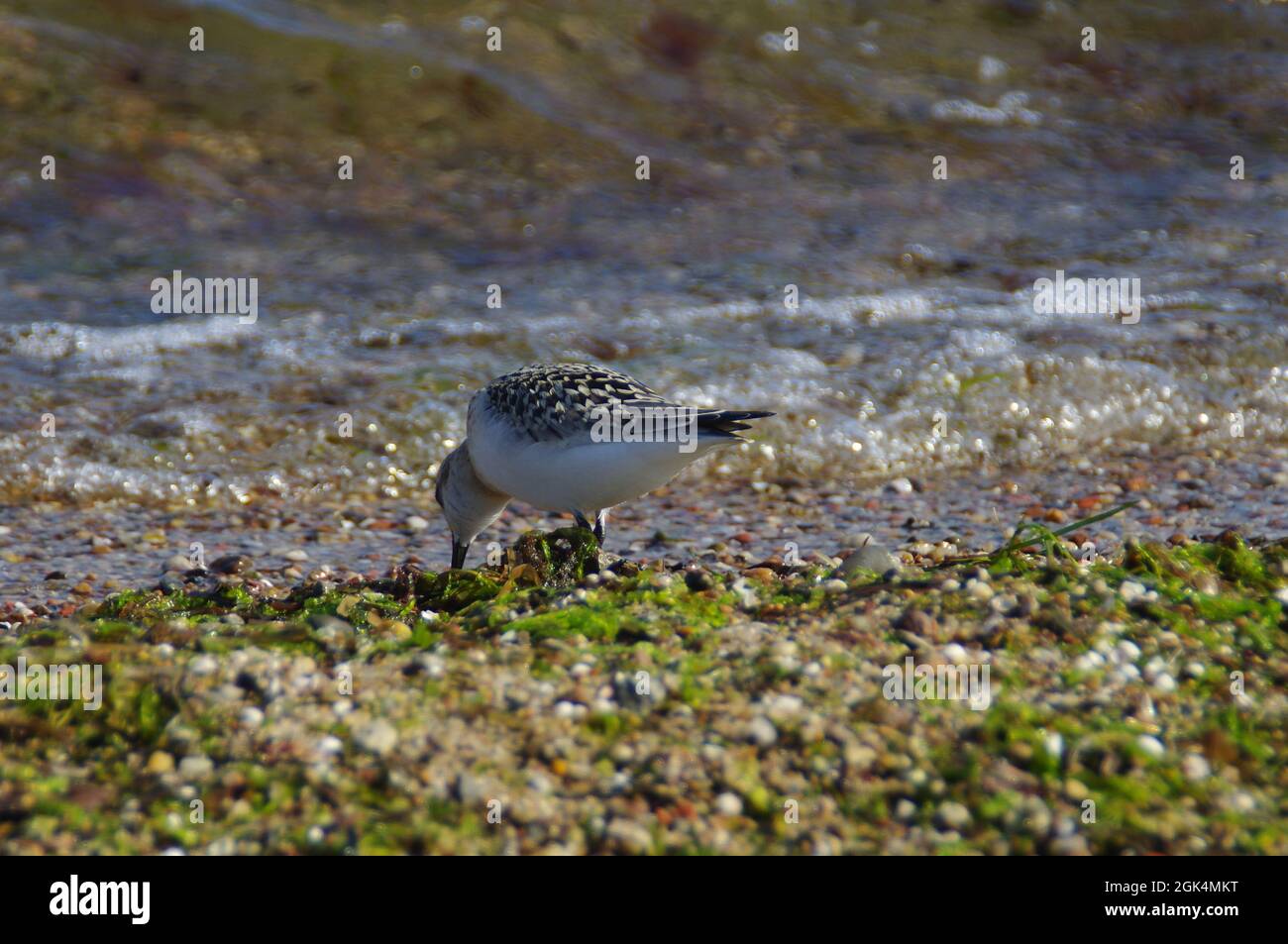 Lila Sandpiper an der Küste. Kleiner wilder Vogel auf Sand. Tierwelt und Umwelt an der Ostsee. Stockfoto