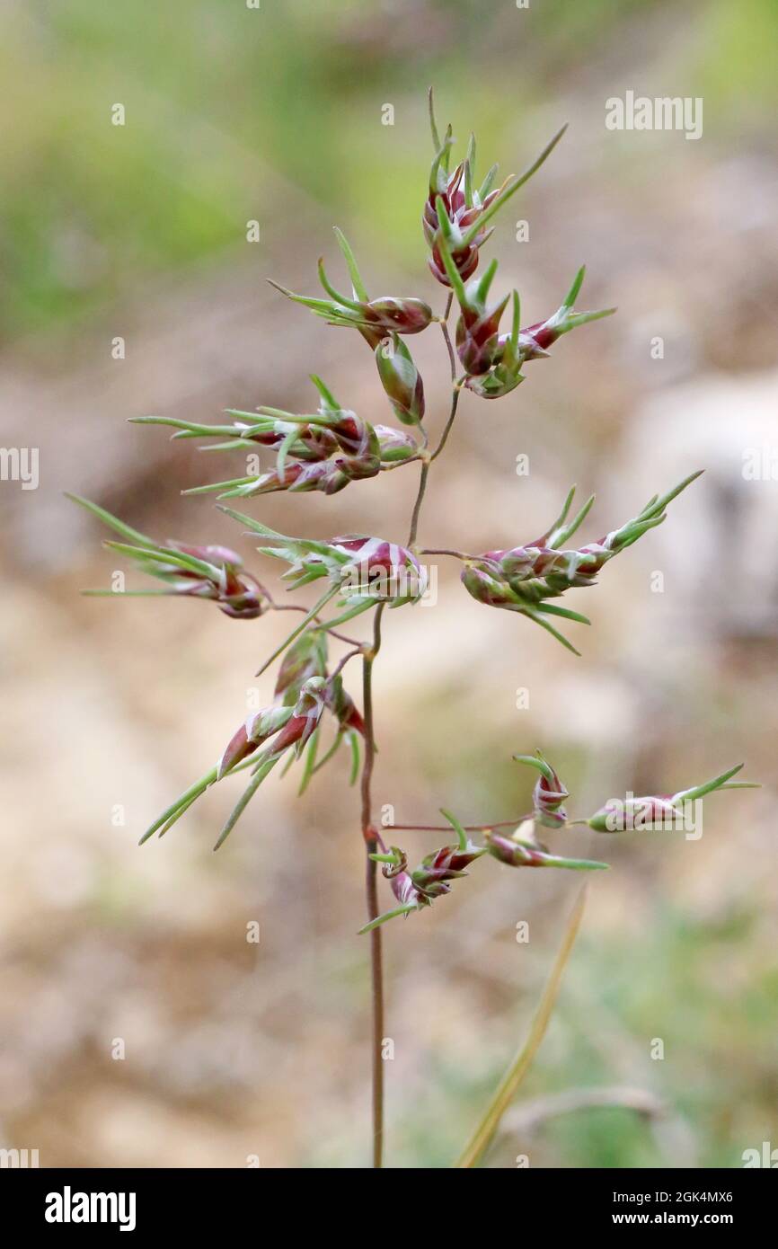 Poa bulbosa, bulbous Bluegrass, Poaceae. Wildpflanze im Frühjahr geschossen. Stockfoto