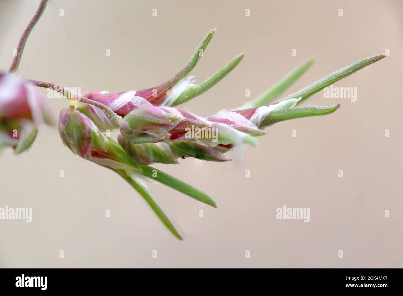Poa bulbosa, bulbous Bluegrass, Poaceae. Wildpflanze im Frühjahr geschossen. Stockfoto