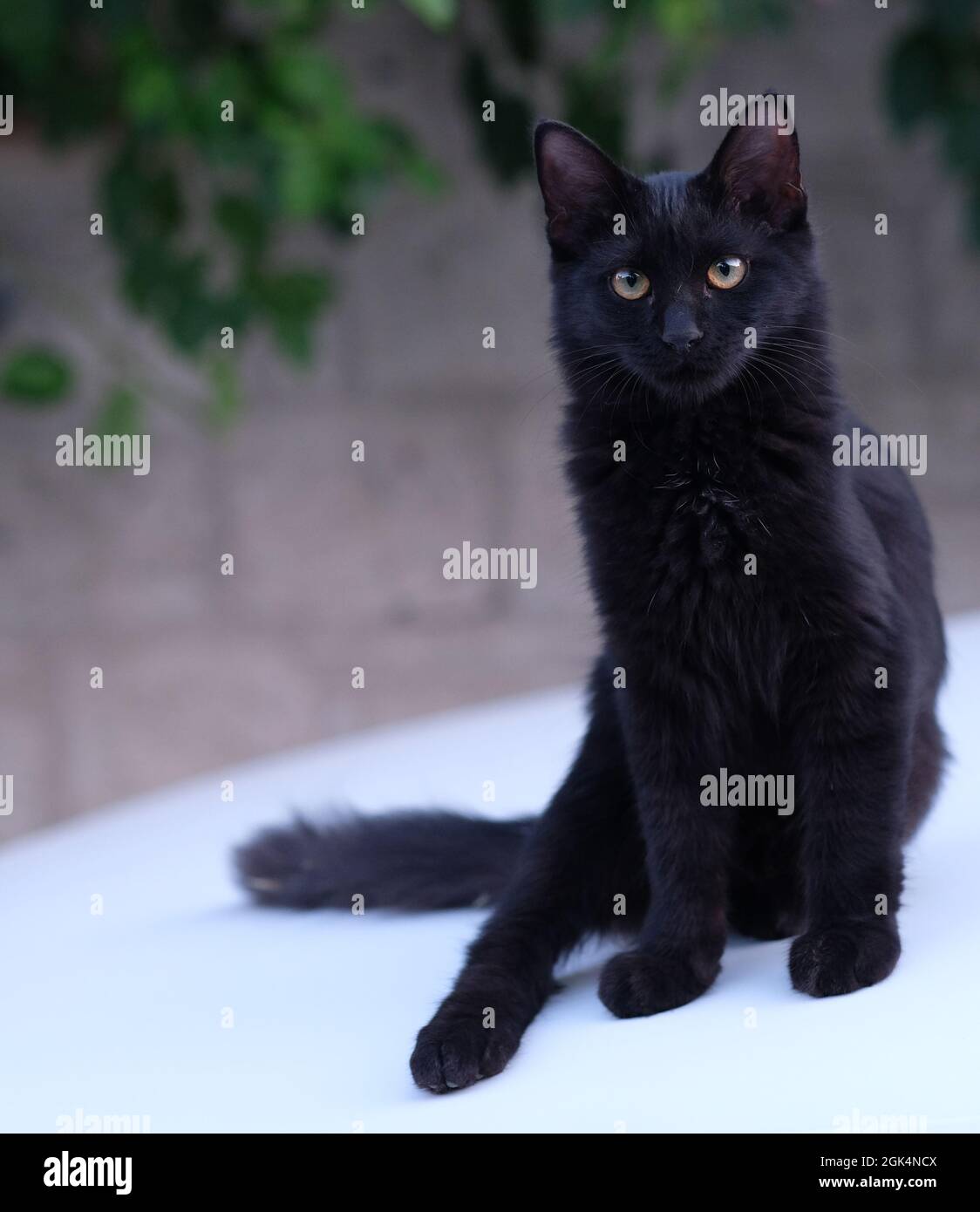 Schwarze Katze mit gelben Augen Stockfoto