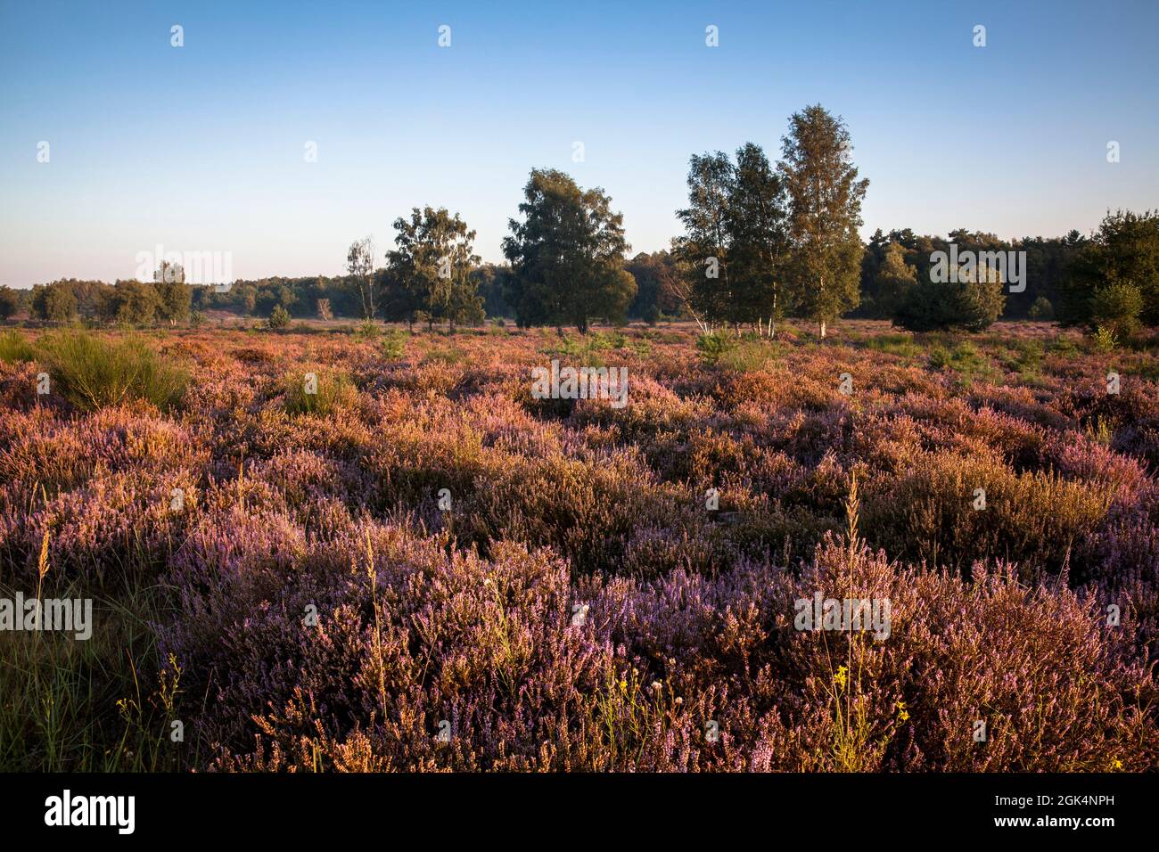 Blühende Heidekraut (Calluna vulgaris) und Birken in der Wahner Heide bei Telegraphen, Troisdorf, Nordrhein-Westfalen, Deutschland. bl Stockfoto