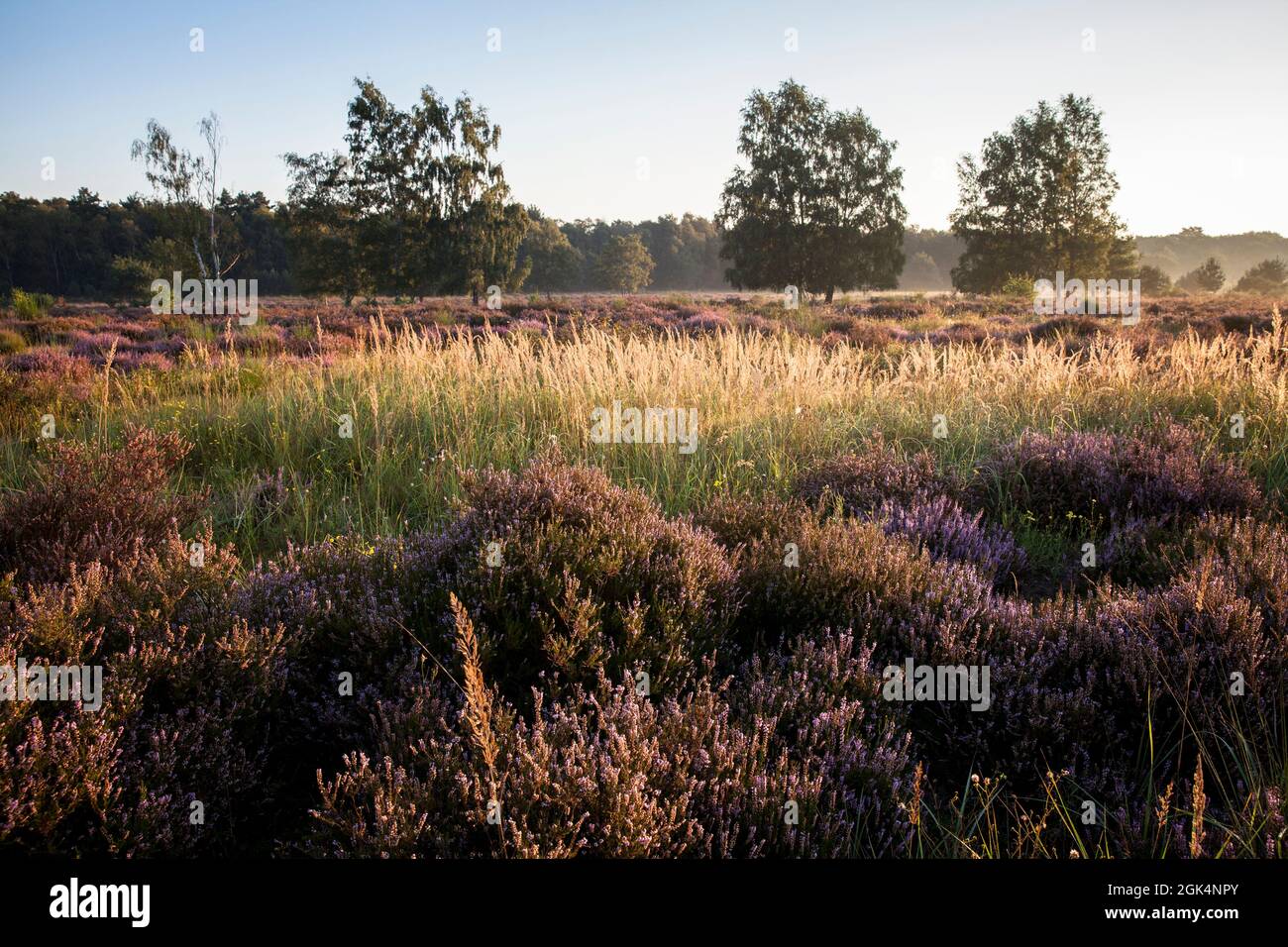 Blühende Heidekraut (Calluna vulgaris) und Birken in der Wahner Heide bei Telegraphen, Troisdorf, Nordrhein-Westfalen, Deutschland. bl Stockfoto