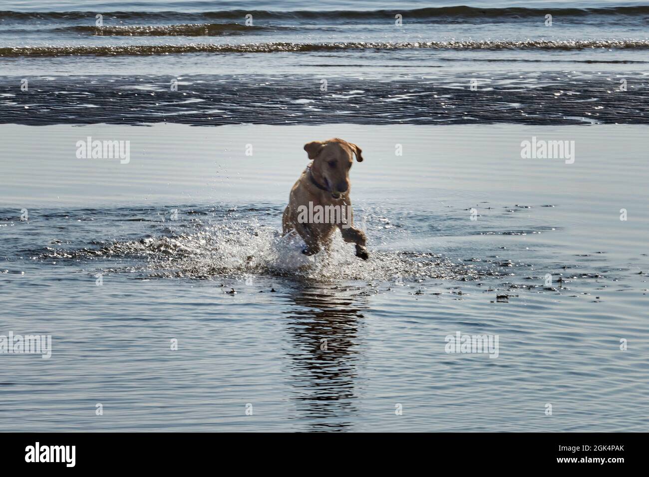 Labrador Hund genießt das Meer am Filey Beach, North Yorkshire Ostküste, beschäftigt mit Urlaubern, Nordengland, Großbritannien Stockfoto