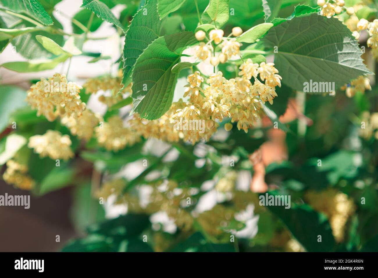 Blühende Linde blüht mit grünen Blättern auf dem Baum Stockfoto