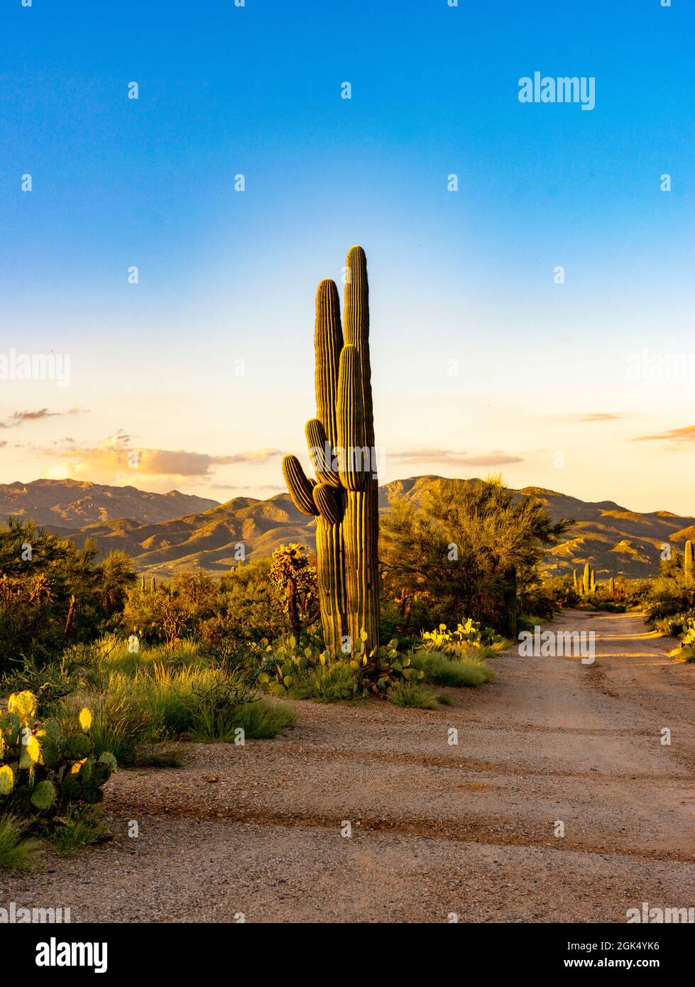 Zwei saguaro-Kakteen wachsen im östlichen Teil des Saguaro-Nationalparks in Arizona in den Vereinigten Staaten zusammen. Stockfoto