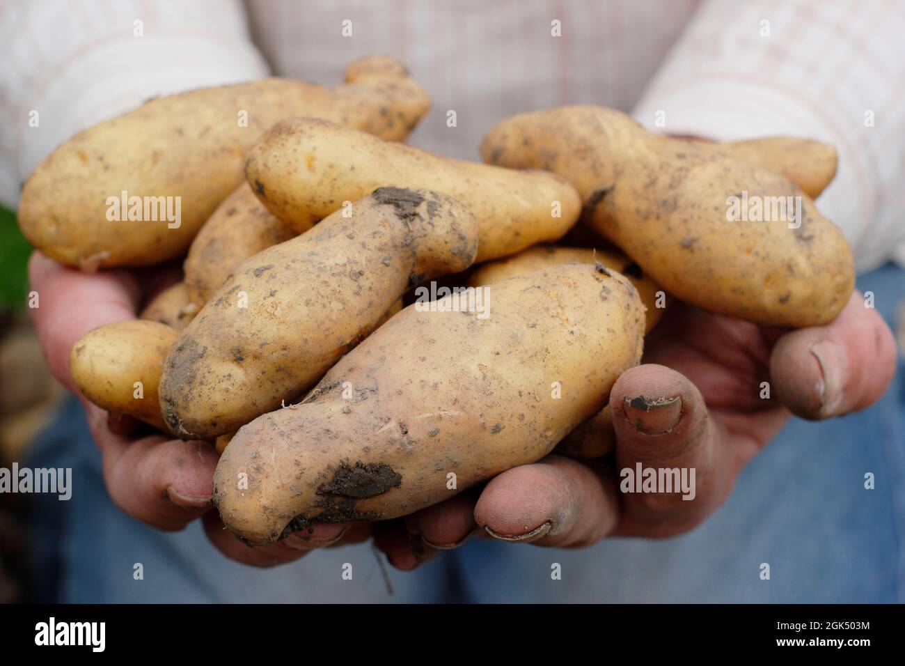 Schlammige Kartoffeln in den Händen. Frisch abgehobene „Ratte“-Großkartoffeln, die der Züchter Anfang September in seinem Garten hielt. VEREINIGTES KÖNIGREICH Stockfoto