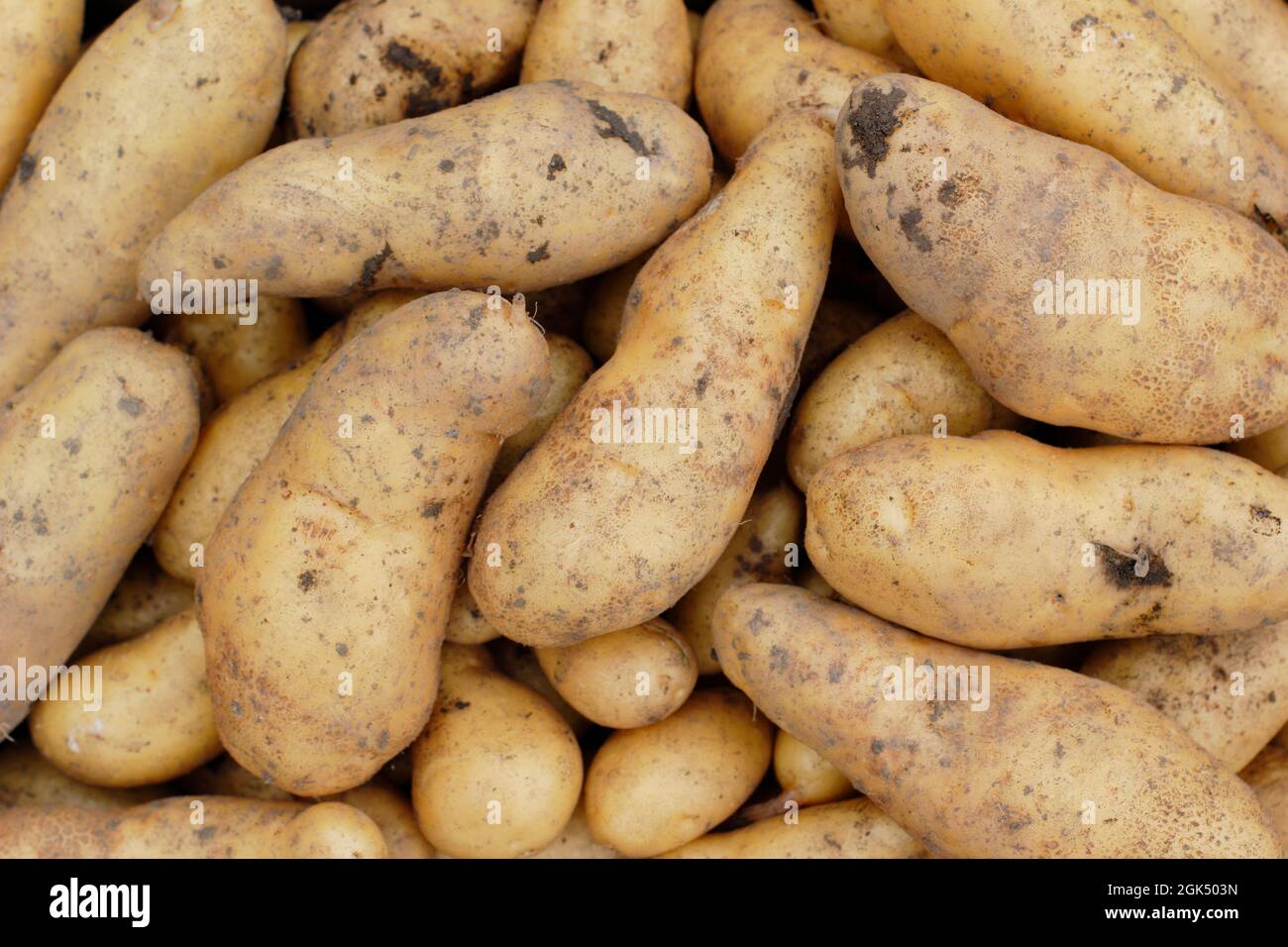 Frisch geerntete „Ratte“-Hauptkartoffeln im September. VEREINIGTES KÖNIGREICH Stockfoto