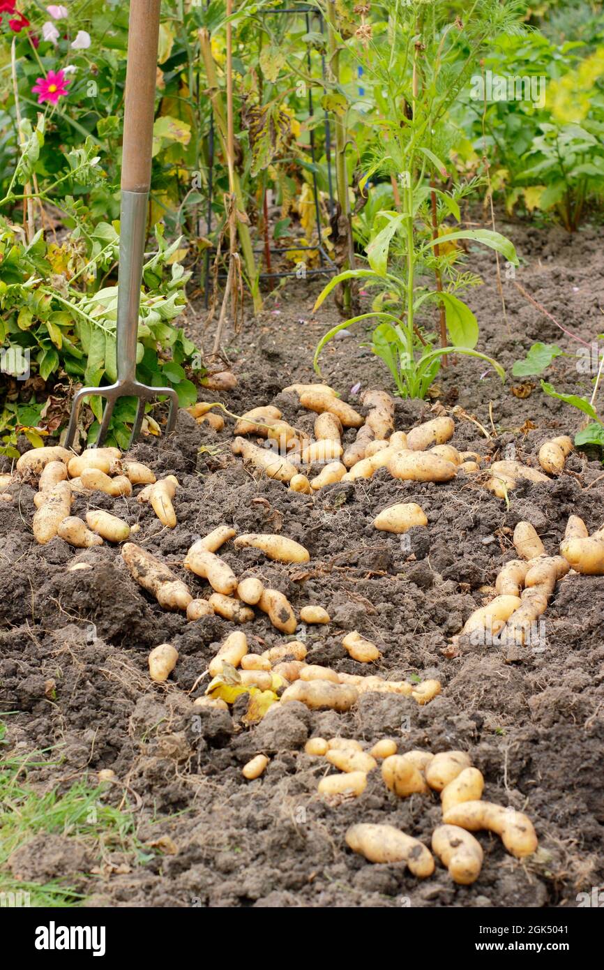 Frisch abgehobene Kartoffeln im Garten, trocknen auf der Bodenoberfläche vor der Lagerung - Spätsommer. VEREINIGTES KÖNIGREICH Stockfoto