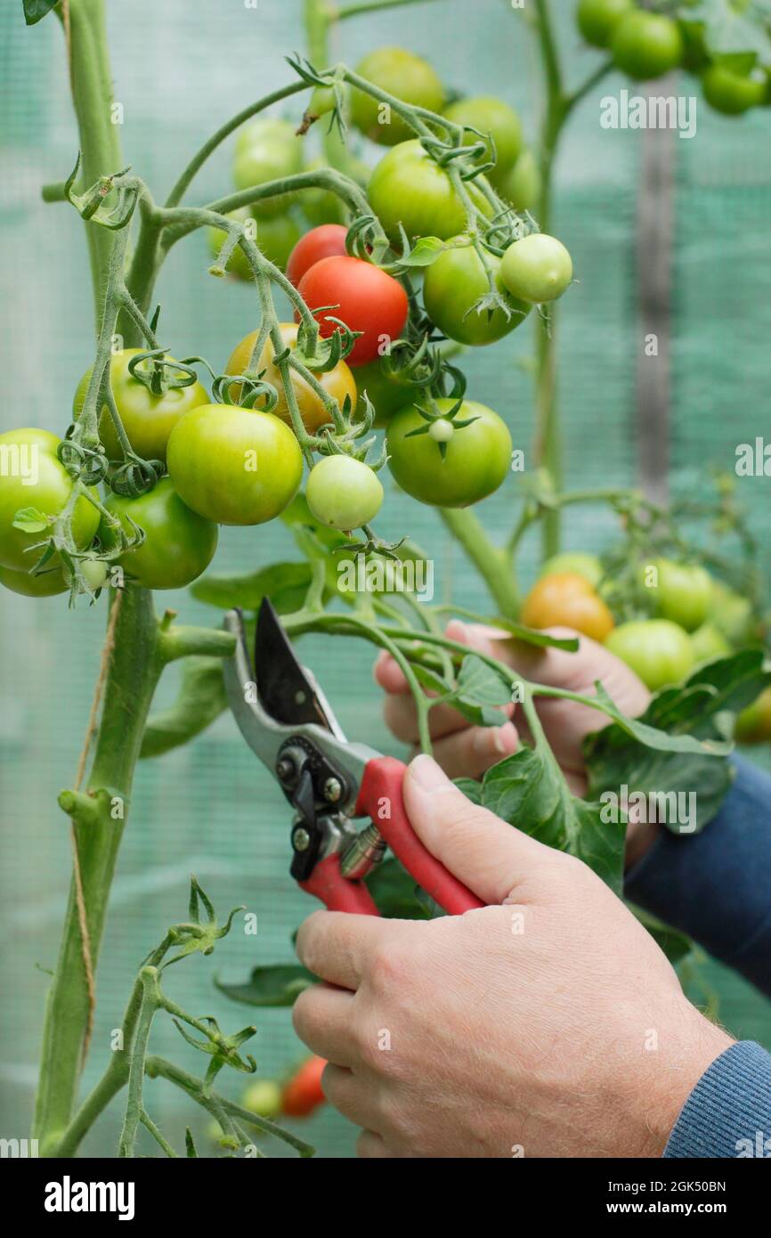 Entfernen der unteren Blätter von „Alicante“-Tomatenpflanzen, um die Reifung zu beschleunigen und die Belüftung im Spätsommer zu verbessern. VEREINIGTES KÖNIGREICH Stockfoto