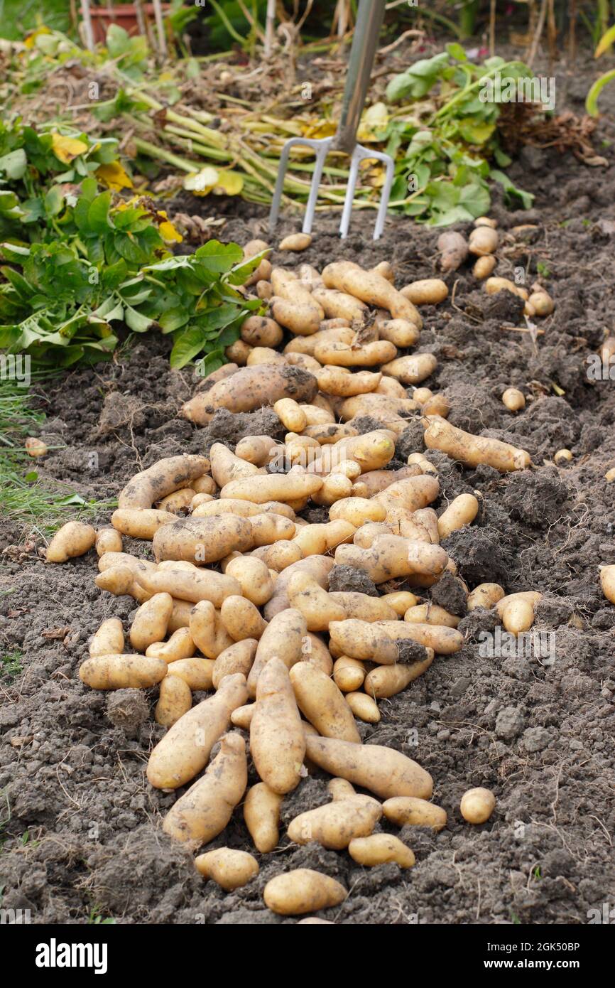 Frisch abgehobene Kartoffeln im Garten, trocknen auf der Bodenoberfläche vor der Lagerung - Spätsommer. VEREINIGTES KÖNIGREICH Stockfoto