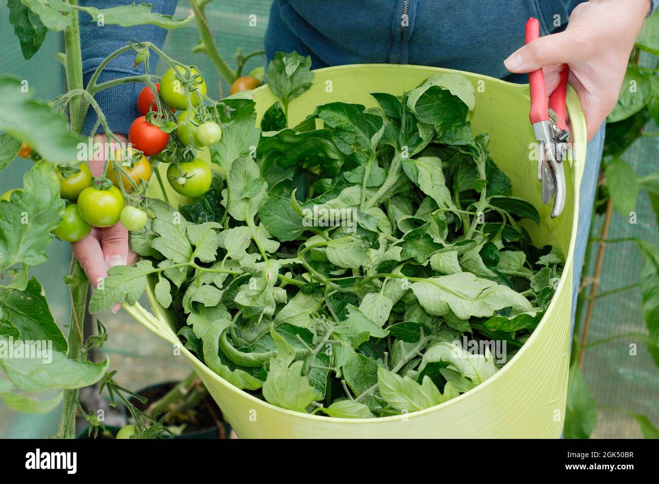 Entfernen der unteren Blätter von „Alicante“-Tomatenpflanzen, um die Reifung zu beschleunigen und die Belüftung im Spätsommer zu verbessern. VEREINIGTES KÖNIGREICH Stockfoto