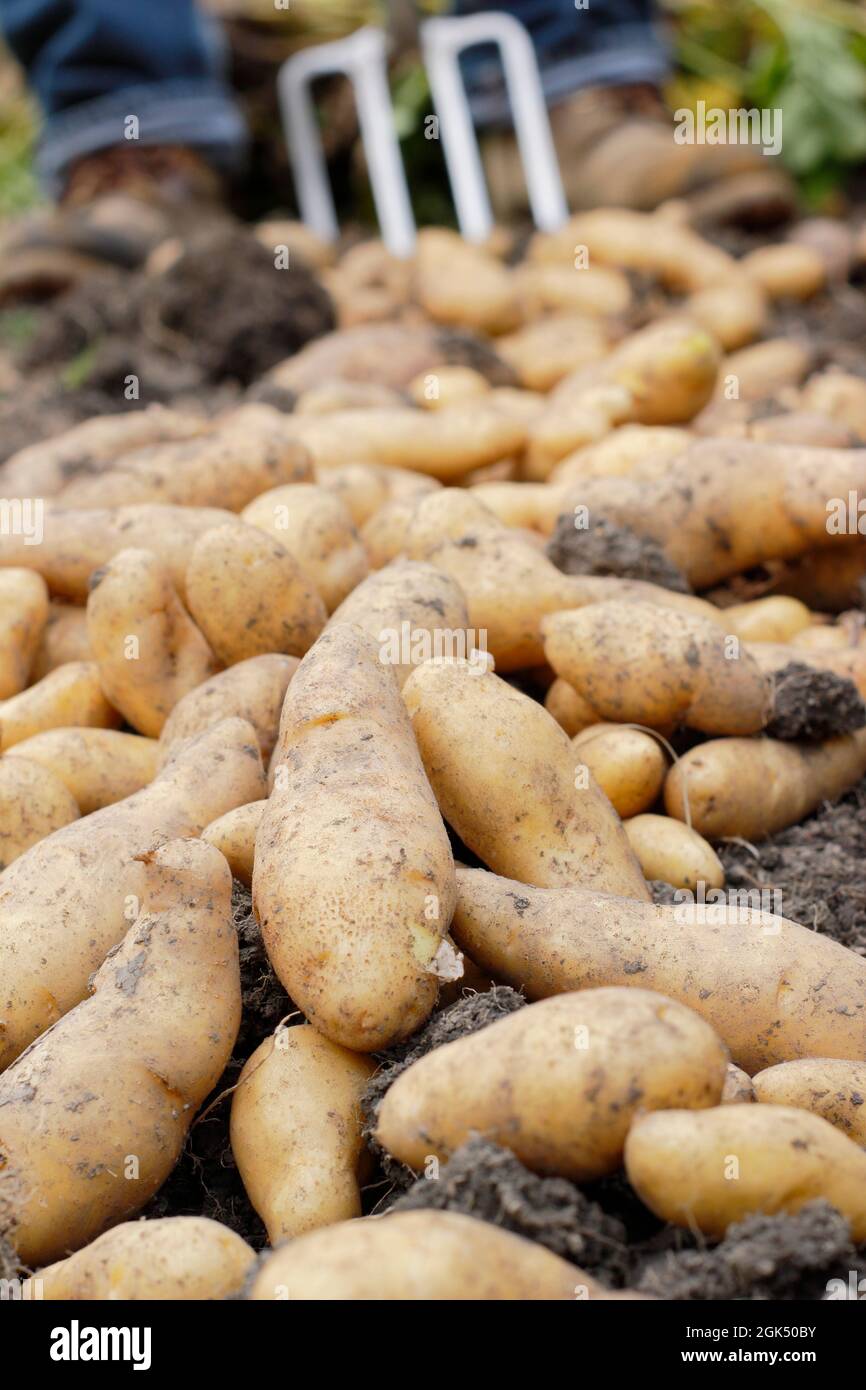 Kartoffeln graben. Man gräbt „Ratte“-Großkartoffeln in einem Garten und lässt sie vor der Lagerung auf der Bodenoberfläche trocknen. VEREINIGTES KÖNIGREICH Stockfoto