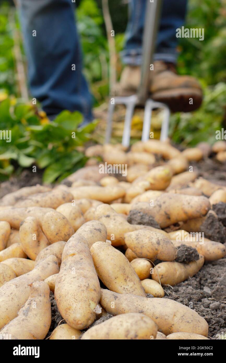 Kartoffeln ausgraben. Man gräbt „Ratte“-Großkartoffeln in einem Garten und lässt sie vor der Lagerung auf der Bodenoberfläche trocknen. VEREINIGTES KÖNIGREICH Stockfoto