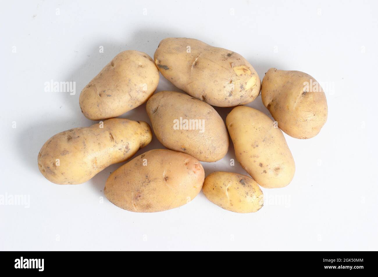 Solanum tuberosum 'Nicola' Kartoffeln isoliert auf weißem Hintergrund. VEREINIGTES KÖNIGREICH Stockfoto