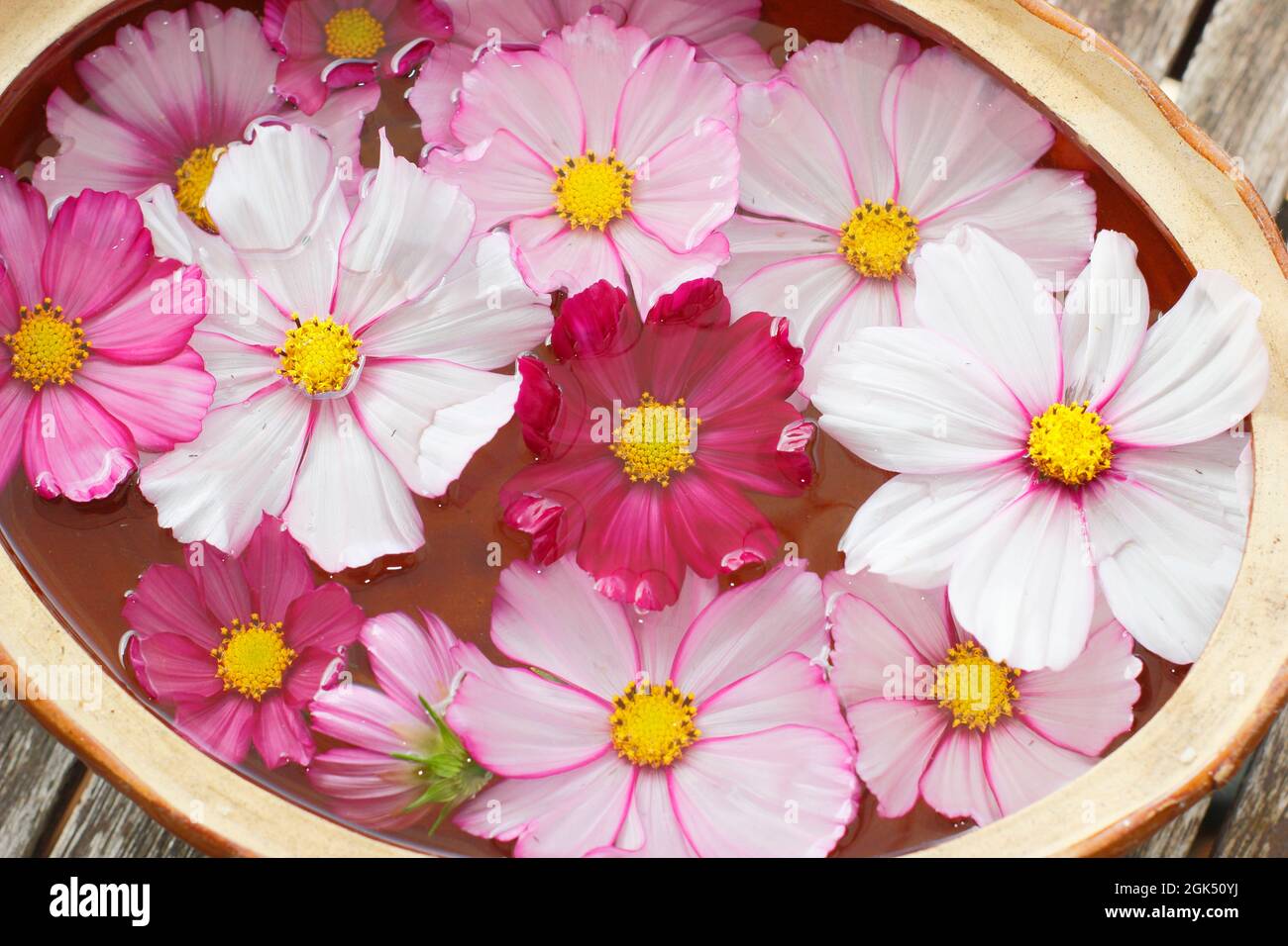 Cosmos „Candy Stripe“-Blumen schweben in einer Schüssel mit Wasser. VEREINIGTES KÖNIGREICH Stockfoto