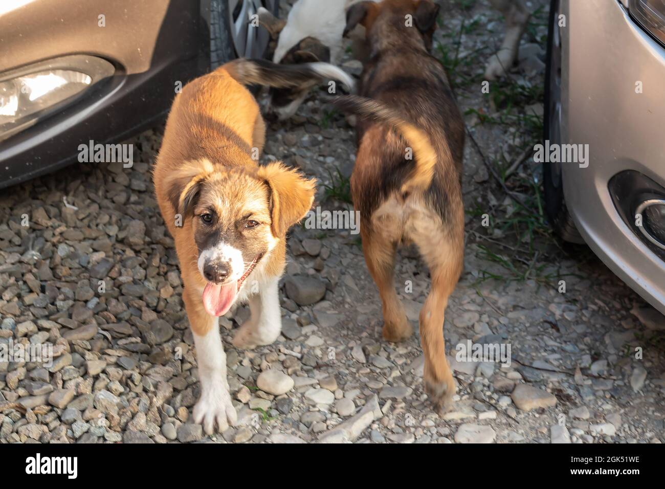Spielerischer Wachhund zeigt Zunge mit Hundefreund zurück in der Nähe des Autos Stockfoto
