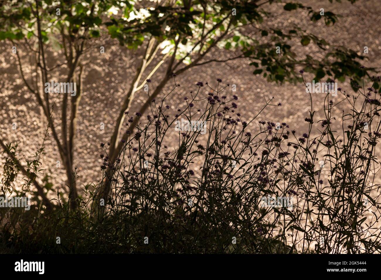 Pflanzdetails für den Garten der Salters bei Nacht. London Wall Place, London, Großbritannien. Architekt: Make Ltd, 2019. Stockfoto