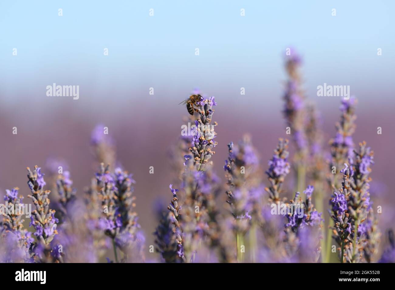 Nahaufnahme einer Biene in einer Lavendelblüte auf einem Feld Stockfoto