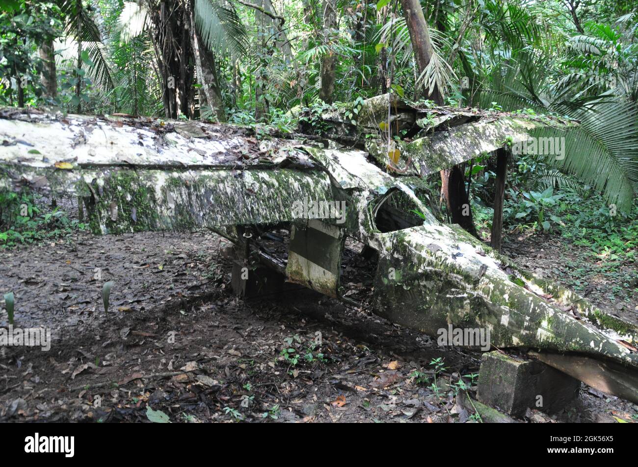Wrack eines Flugzeugs im Dschungel von Belize. Stockfoto