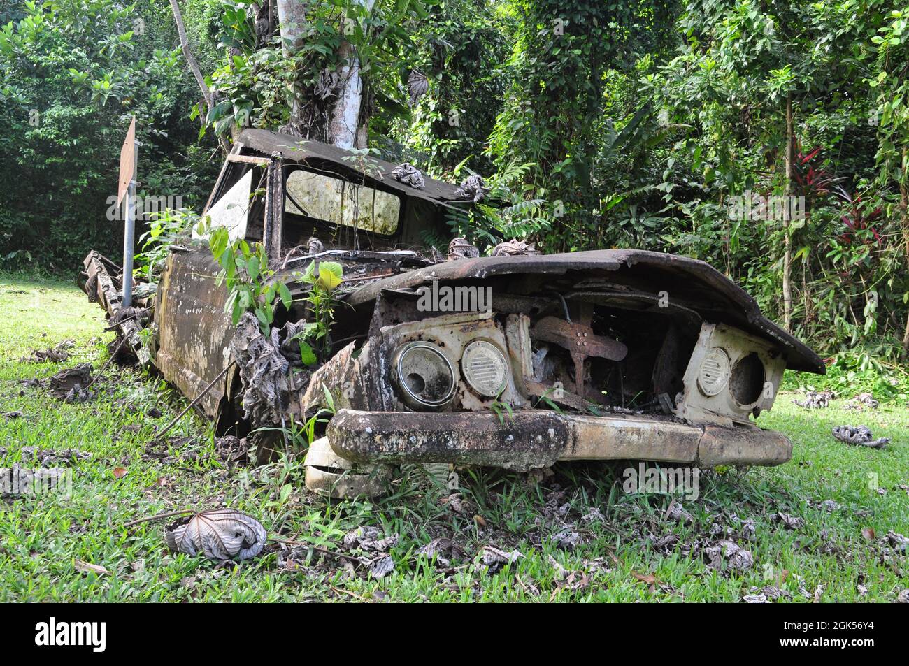 Wrack eines Autos im Dschungel von Belize. Stockfoto