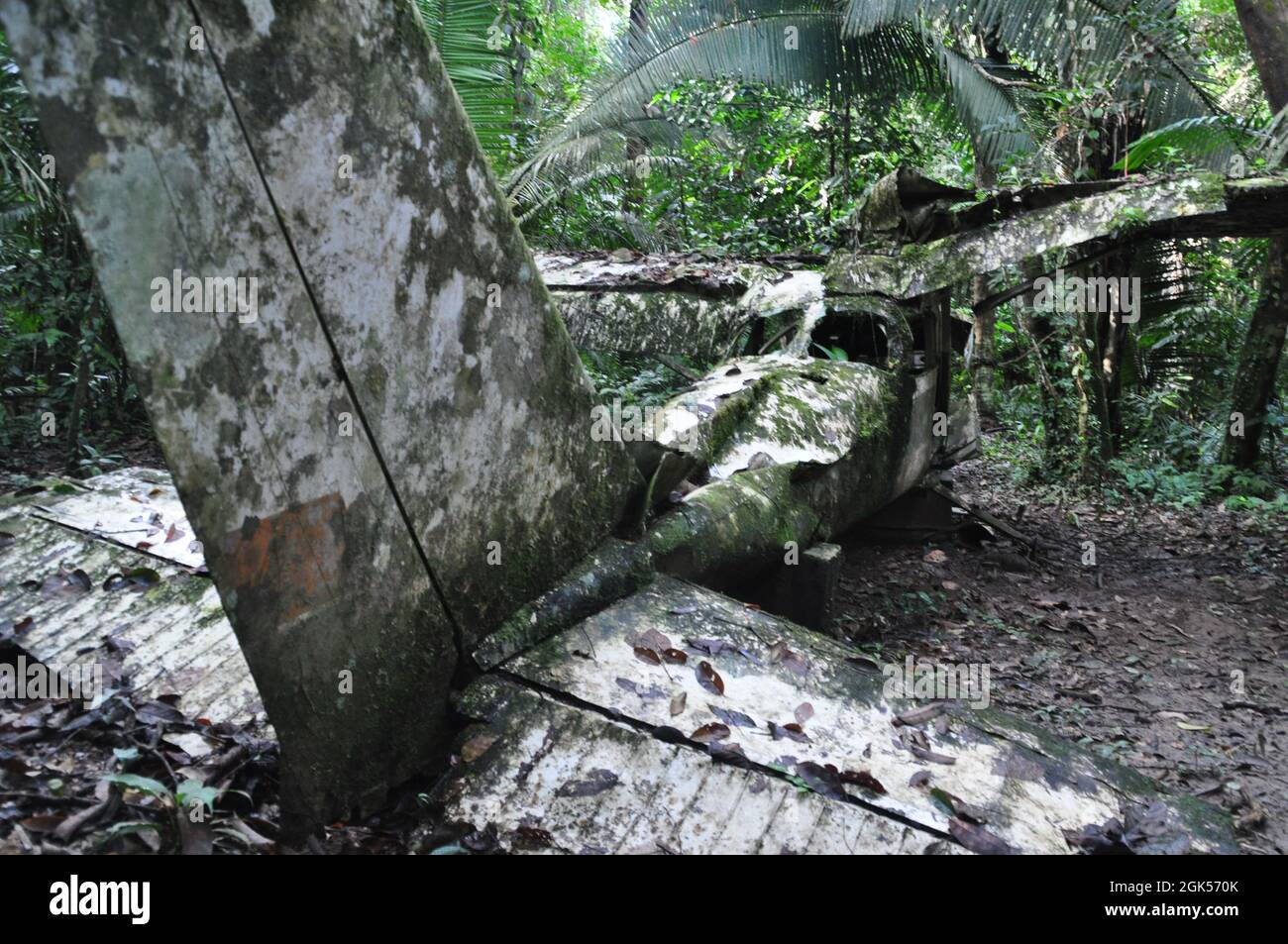 Wrack eines Flugzeugs im Dschungel von Belize. Stockfoto