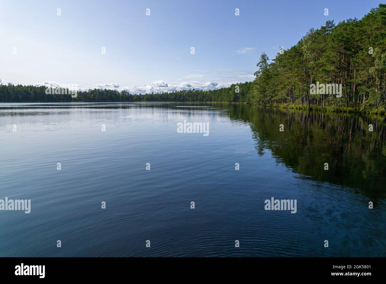 Blick von der Drohne auf verwelkte graue Bäume, gallante Kiefern- und Birkenwälder in verschiedenen Farben wie hell, dunkelgrün, smaragdgrün, gelb und deren Spiegelung in einem ruhigen blauen See Stockfoto