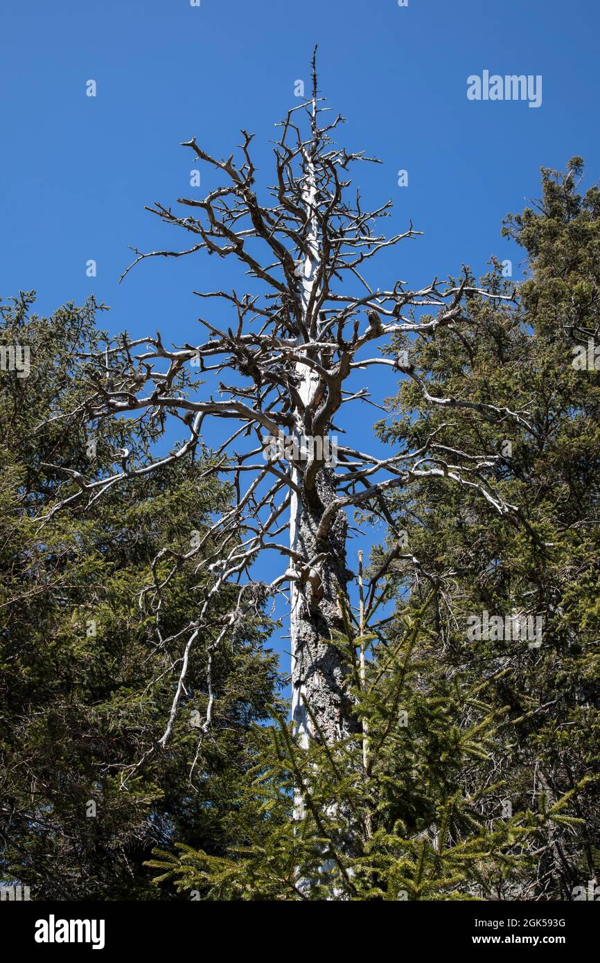 Toter Baum Stockfoto