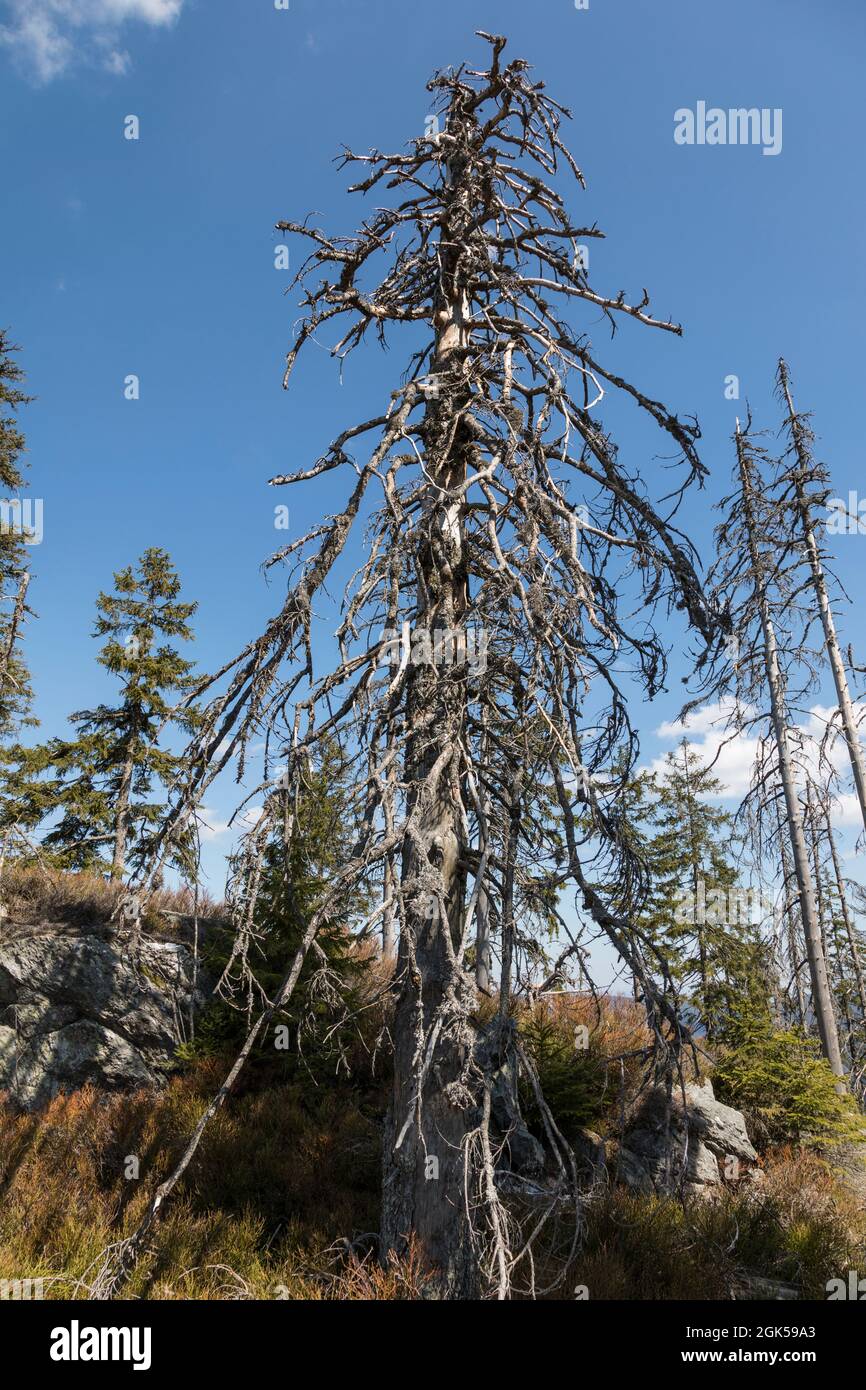 Wanderung von Zwercheck zum Grossen Osser Stockfoto