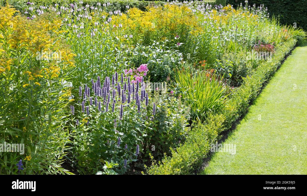 Schöne wilde Blumen, die auf einem Feld wachsen Stockfoto