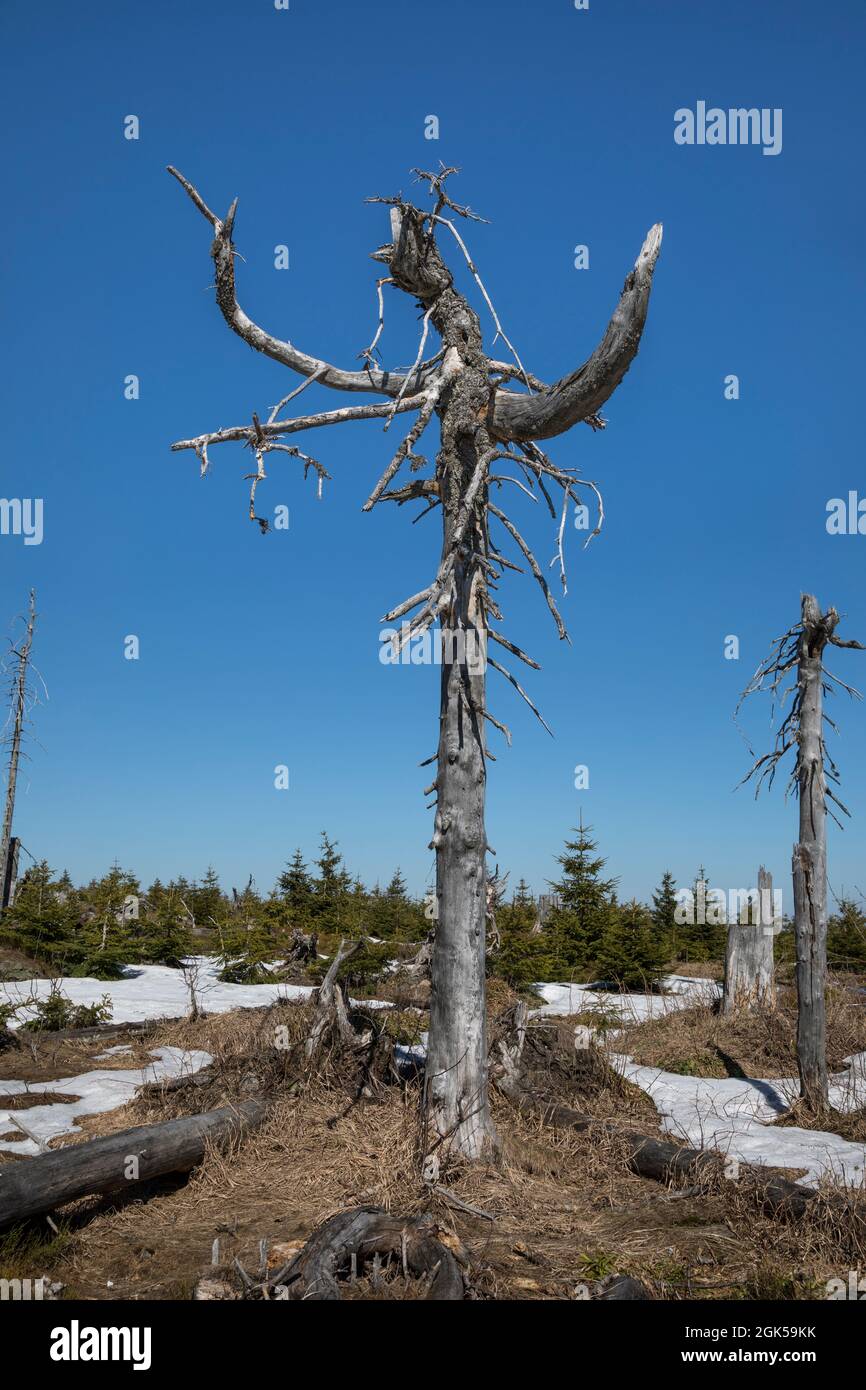 Wanderung von Zwercheck zum Grossen Osser Stockfoto