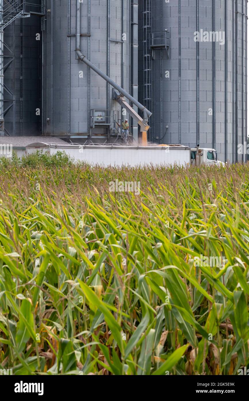 Martin, Michigan - Ein Trucker lädt Mais aus einem Getreidelagersilo im Westen von Michigan. Stockfoto