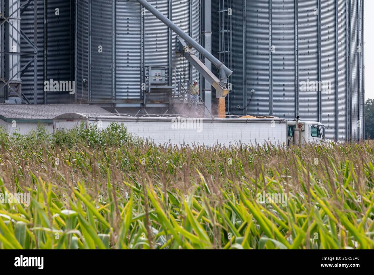 Martin, Michigan - Ein Trucker lädt Mais aus einem Getreidelagersilo im Westen von Michigan. Stockfoto