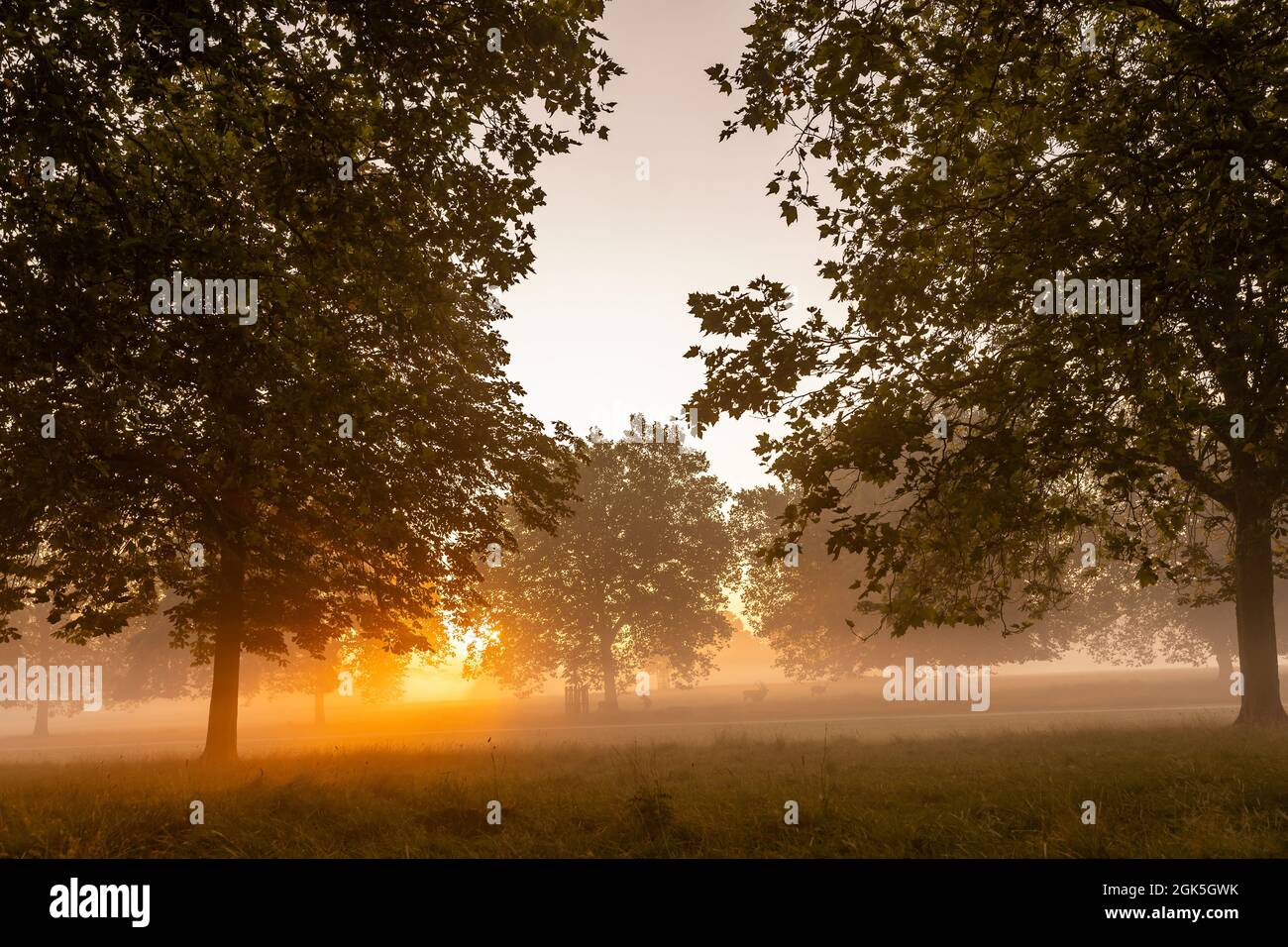 Windsor Great Park at Dawn, London, Großbritannien Stockfoto