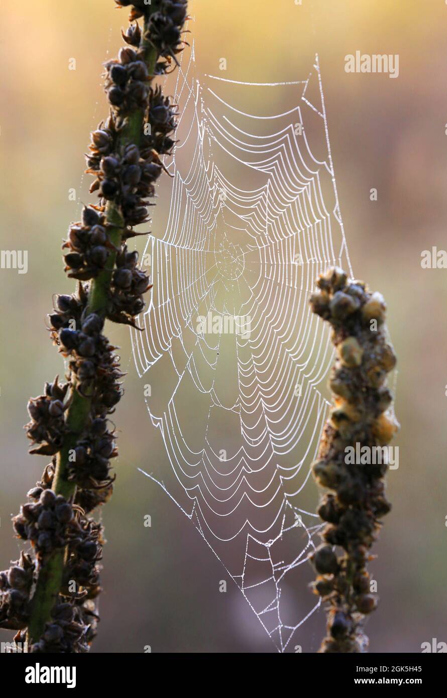 Schönes Spinnennetz auf der Morgenwiese Stockfoto