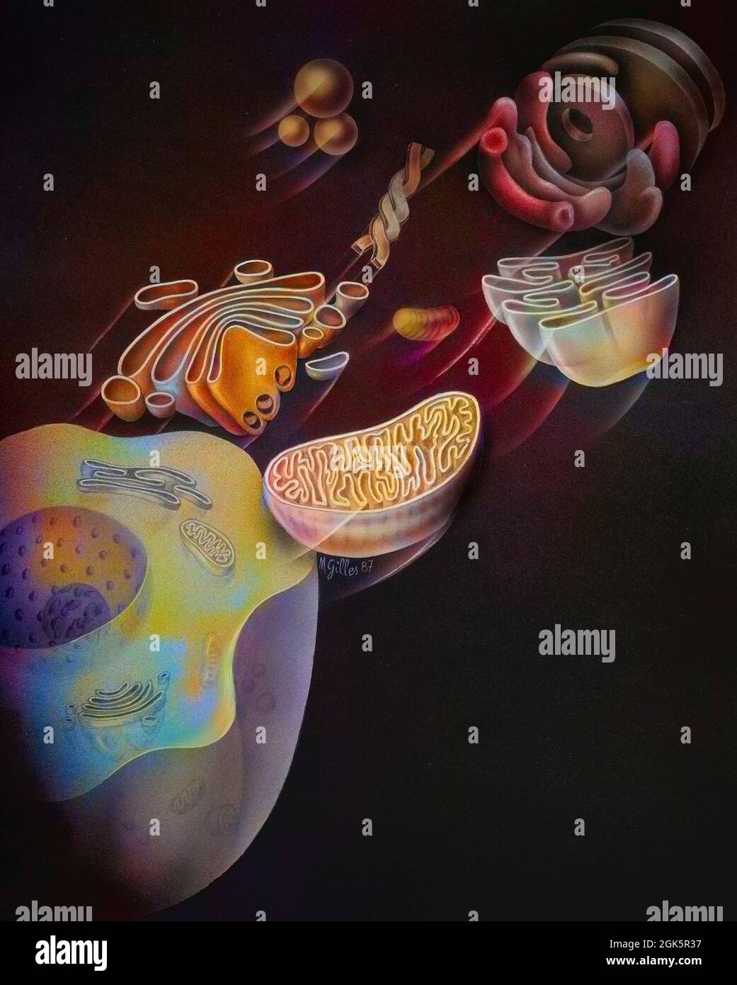 Zelle mit dem Golgi-Apparat, den Mitochondrien und dem endoplasmatischen Retikulum sowie Lysosomen. Stockfoto