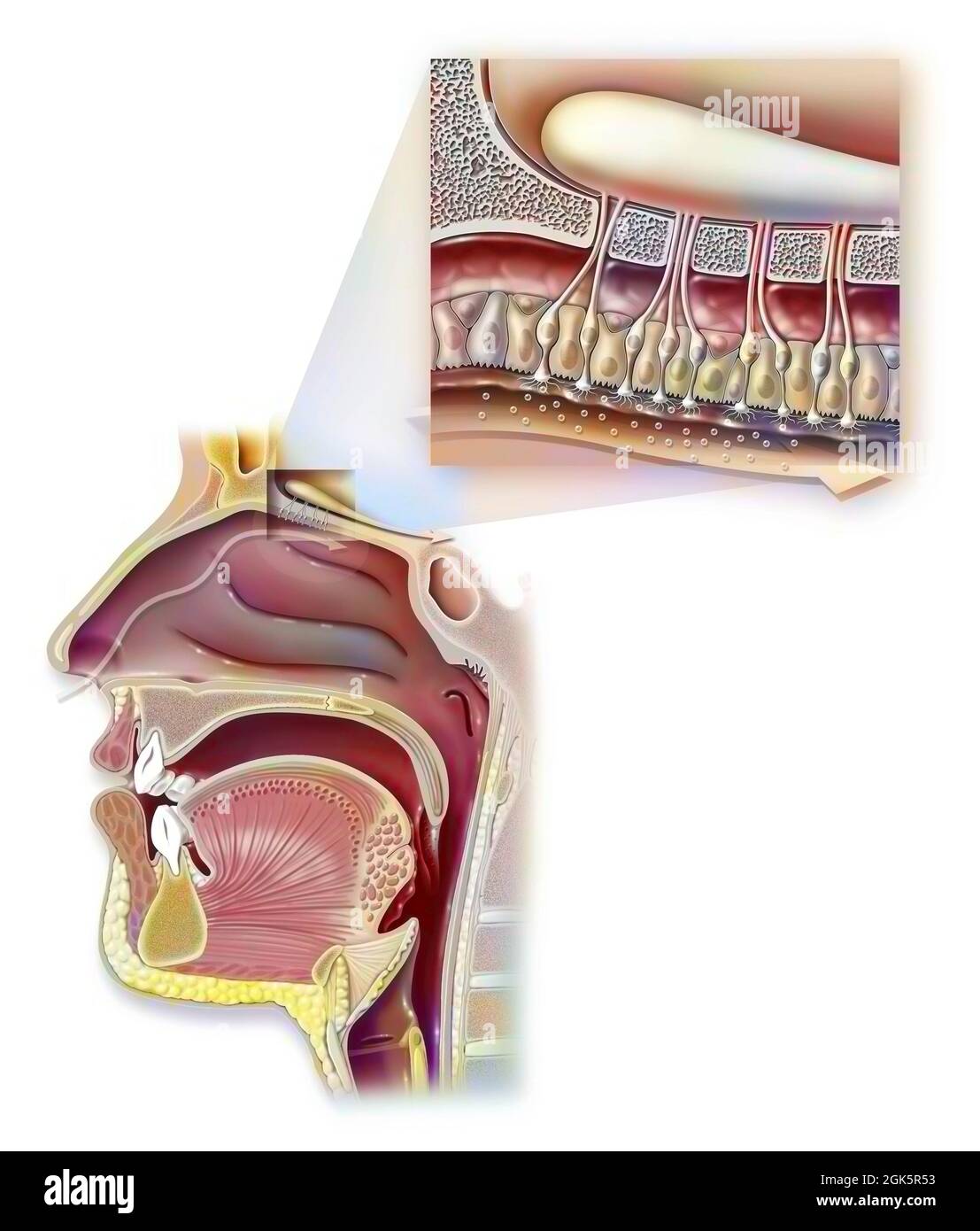 Geruch: Nase und Nasopharynx und Zoom auf das Organ des Geruchs. Stockfoto