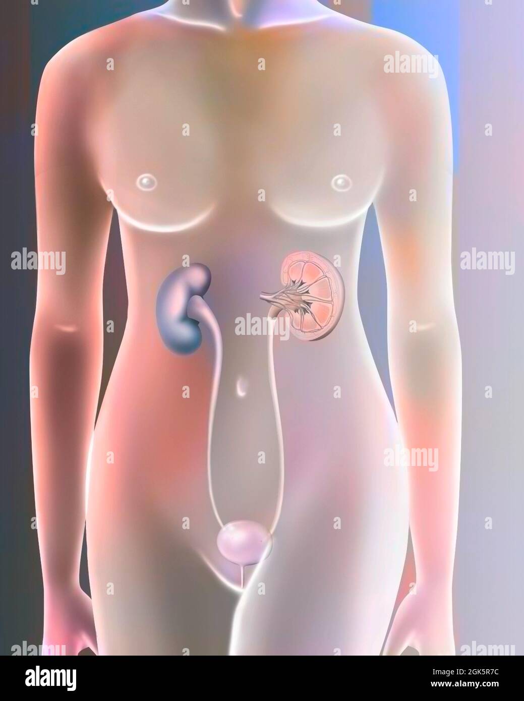 Das weibliche Harnsystem: Nieren, Harnleiter, Blase, Harnröhre. Stockfoto