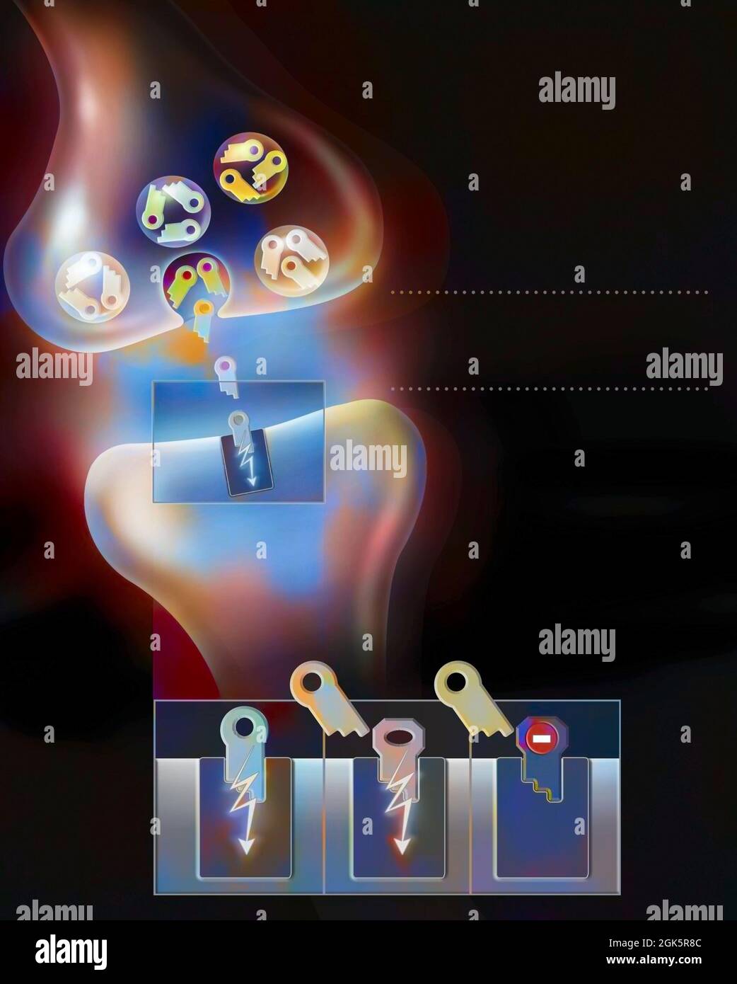 Synaptische Spalte: Übertragung von Nervenimpulsen durch einen Neurotransmitter. Stockfoto